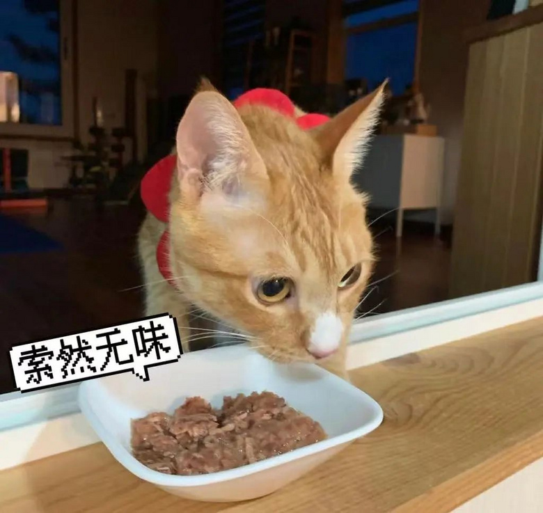 朋友貓來(lái)家里借住,高冷逆子一改常態(tài)變跟屁蟲(chóng)…網(wǎng)友:它在抓你出
