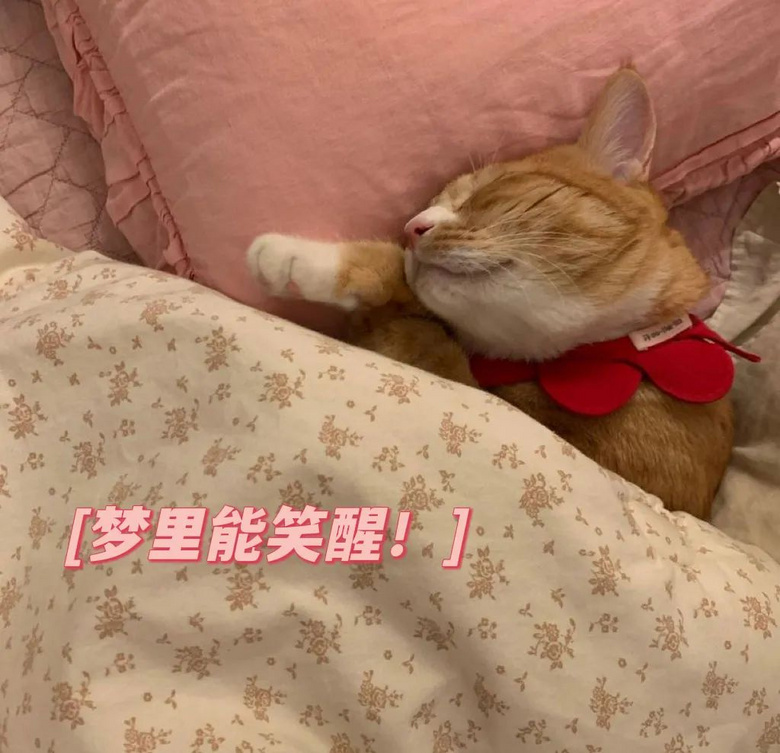 朋友貓來(lái)家里借住,高冷逆子一改常態(tài)變跟屁蟲(chóng)…網(wǎng)友:它在抓你出