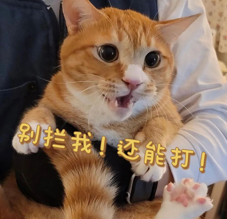 朋友貓來(lái)家里借住,高冷逆子一改常態(tài)變跟屁蟲(chóng)…網(wǎng)友:它在抓你出