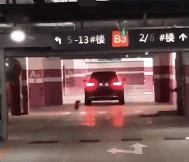二哈見小主人睡覺,趕緊把爸爸身上的被子拽過來給他…網(wǎng)友:是個