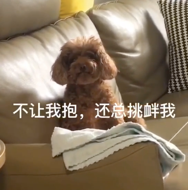 二哈見小主人睡覺,趕緊把爸爸身上的被子拽過來給他…網(wǎng)友:是個
