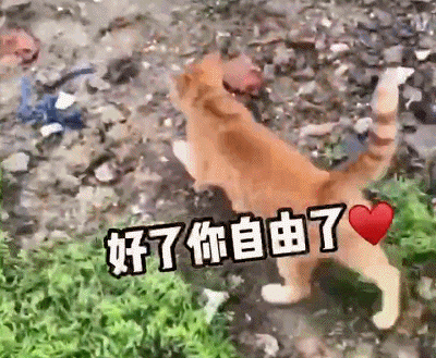 貓咪腳被魚鉤勾住,跑消防隊(duì)求助…臨走前被摸貓頭叮囑:以后別這