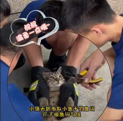 貓咪腳被魚鉤勾住,跑消防隊(duì)求助…臨走前被摸貓頭叮囑:以后別這