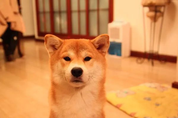 二哈見小主人睡覺,趕緊把爸爸身上的被子拽過來給他…網(wǎng)友:是個