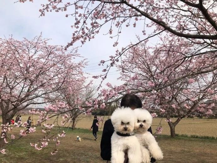 二哈見小主人睡覺,趕緊把爸爸身上的被子拽過來給他…網(wǎng)友:是個