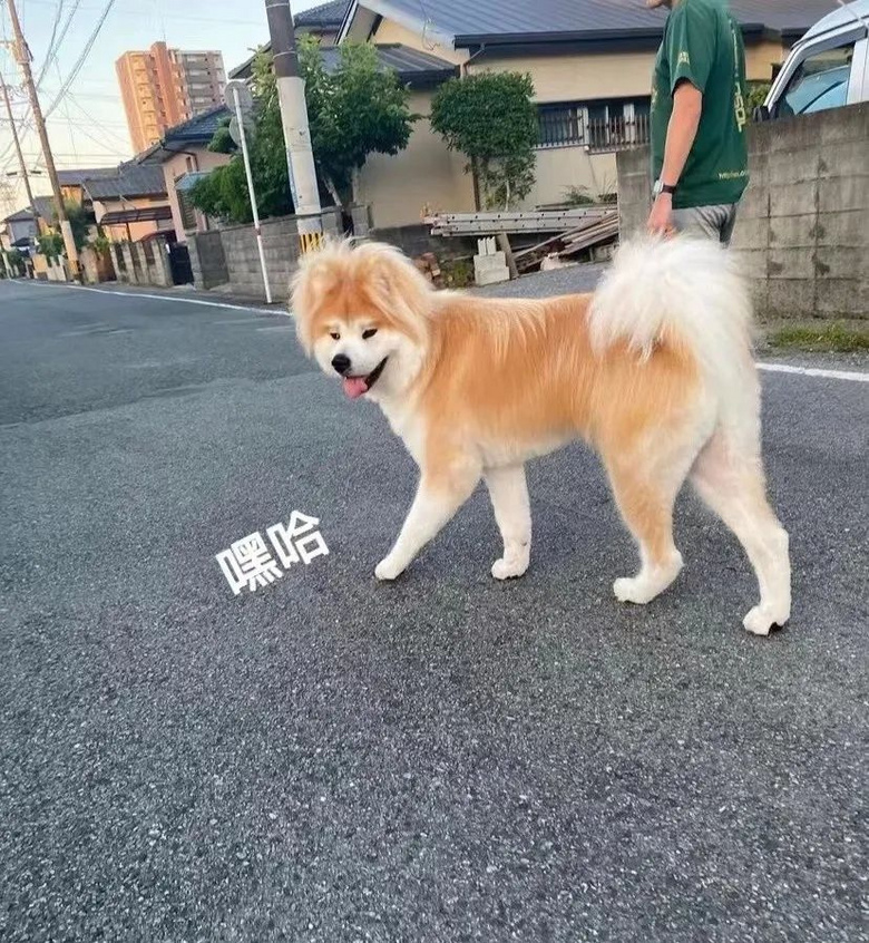 養(yǎng)了只黑狗卻天天被舉報(bào)圈養(yǎng)黑熊,主人崩潰:它不是熊,但的確是