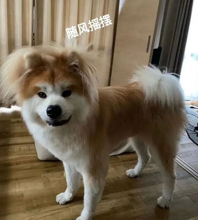 養(yǎng)了只黑狗卻天天被舉報(bào)圈養(yǎng)黑熊,主人崩潰:它不是熊,但的確是