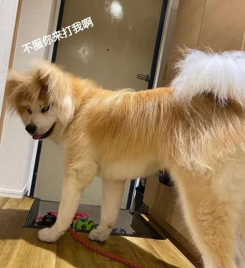 養(yǎng)了只黑狗卻天天被舉報(bào)圈養(yǎng)黑熊,主人崩潰:它不是熊,但的確是