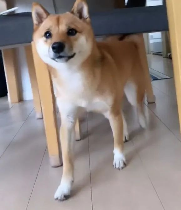 看到主人要出門(mén)柴犬傷心躲桌下,聽(tīng)到要帶自己立馬開(kāi)心哈哈!