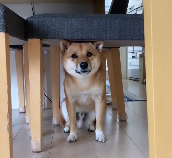 看到主人要出門(mén)柴犬傷心躲桌下,聽(tīng)到要帶自己立馬開(kāi)心哈哈!