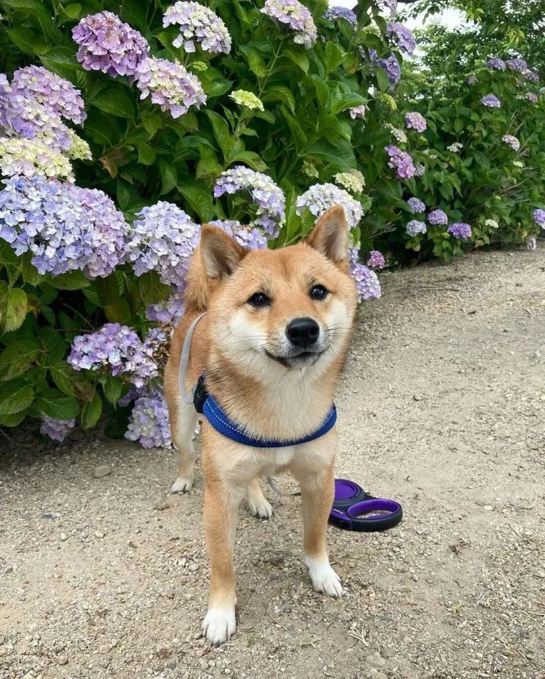 看到主人要出門(mén)柴犬傷心躲桌下,聽(tīng)到要帶自己立馬開(kāi)心哈哈!
