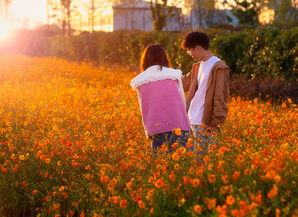 在夕阳下花海醉人