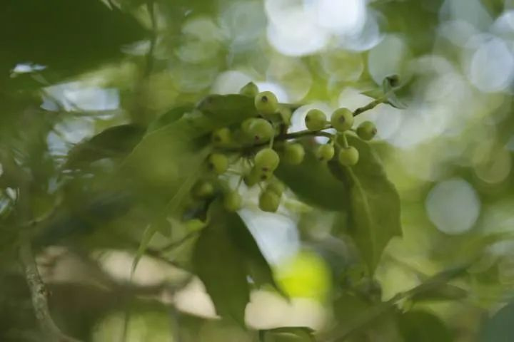 以为捡了颗栗子，尝了一口，整个嘴巴都麻掉了……