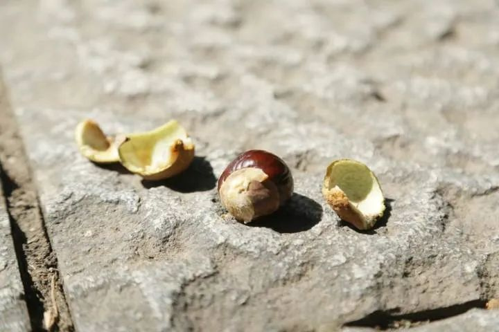 以为捡了颗栗子，尝了一口，整个嘴巴都麻掉了……