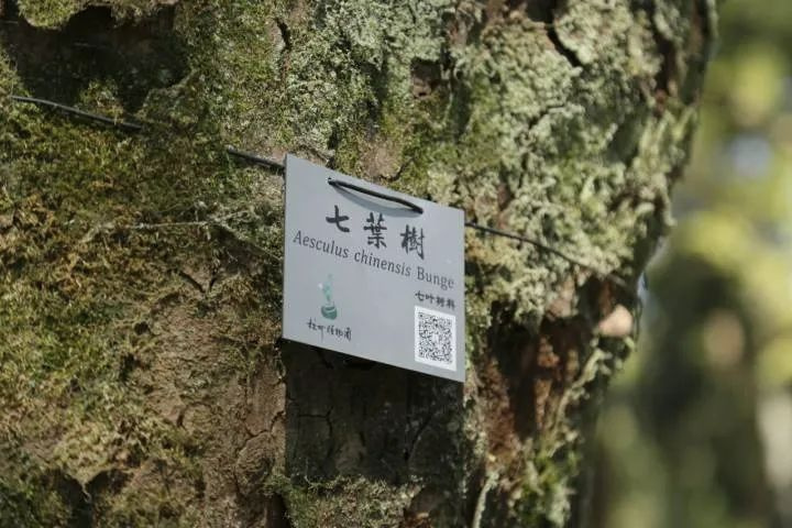 以为捡了颗栗子，尝了一口，整个嘴巴都麻掉了……