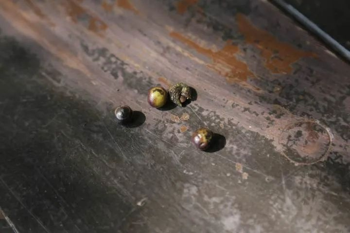 以为捡了颗栗子，尝了一口，整个嘴巴都麻掉了……