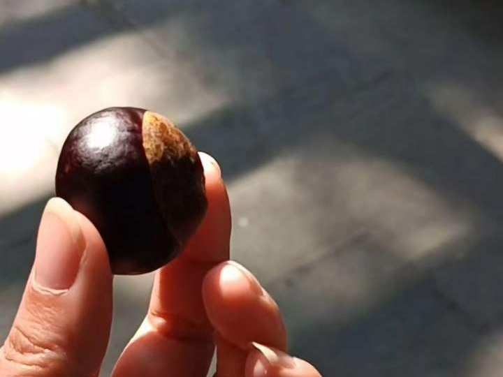 以为捡了颗栗子,尝了一口,整个嘴巴都麻掉了……