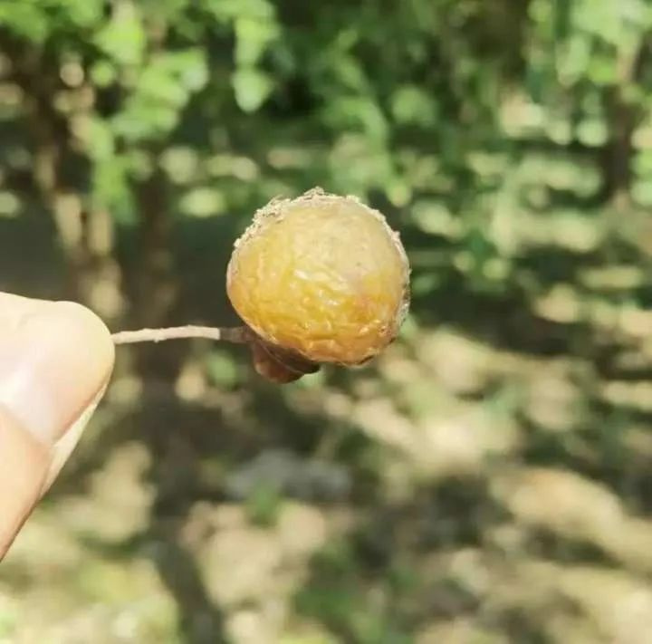 以为捡了颗栗子，尝了一口，整个嘴巴都麻掉了……