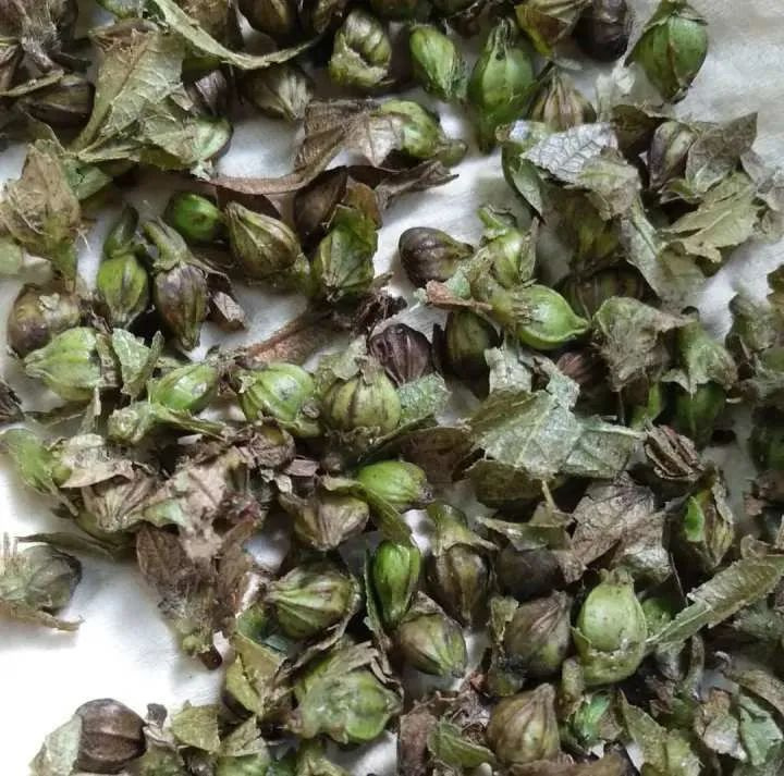 以为捡了颗栗子，尝了一口，整个嘴巴都麻掉了……