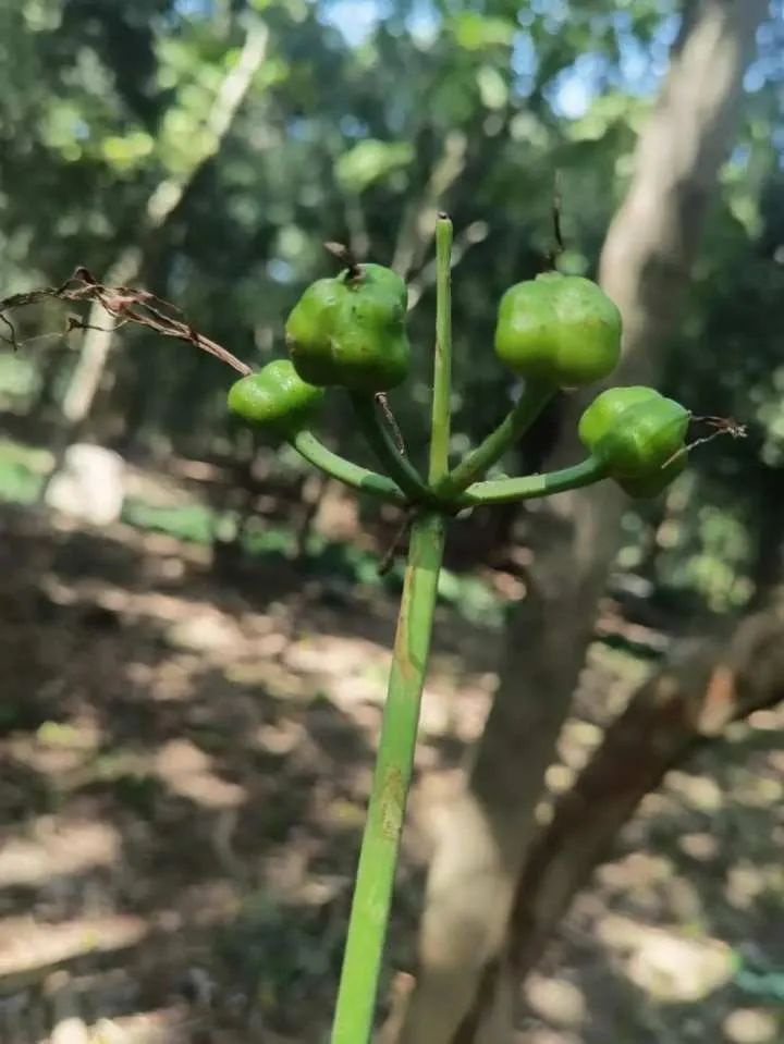 以为捡了颗栗子，尝了一口，整个嘴巴都麻掉了……