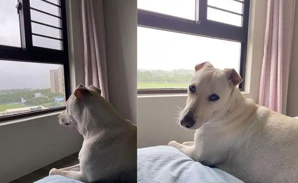 連續(xù)3天下雨,狗子只能獨自坐在窗前心碎:好想出去...