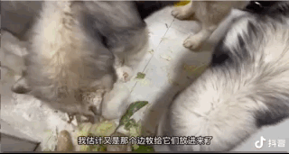 公狗嘎蛋后,獸醫(yī)被村里母狗追著罵了四年…網友:欠它的幸福你拿