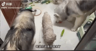 公狗嘎蛋后,獸醫(yī)被村里母狗追著罵了四年…網友:欠它的幸福你拿