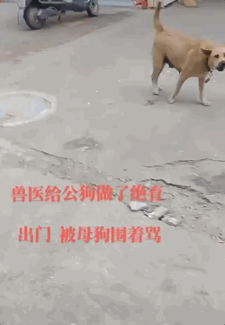公狗嘎蛋后,獸醫(yī)被村里母狗追著罵了四年…網友:欠它的幸福你拿