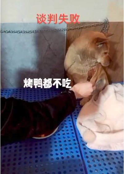 公狗嘎蛋后,獸醫(yī)被村里母狗追著罵了四年…網友:欠它的幸福你拿
