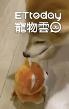 柴柴每天跟錄音娃娃聊天,甚至都不愿出門...救救傻狗!