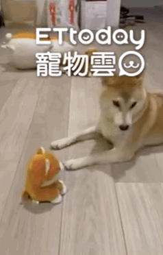 柴柴每天跟錄音娃娃聊天,甚至都不愿出門...救救傻狗!