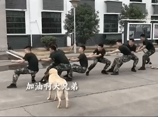主人和孩子們玩拔河比賽,兩只金毛齊幫忙,靠笑死對方獲勝!