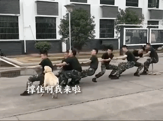 主人和孩子們玩拔河比賽,兩只金毛齊幫忙,靠笑死對方獲勝!