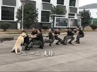 主人和孩子們玩拔河比賽,兩只金毛齊幫忙,靠笑死對方獲勝!