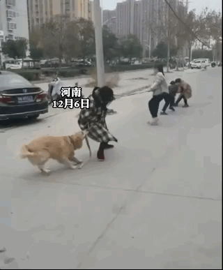 主人和孩子們玩拔河比賽,兩只金毛齊幫忙,靠笑死對方獲勝!
