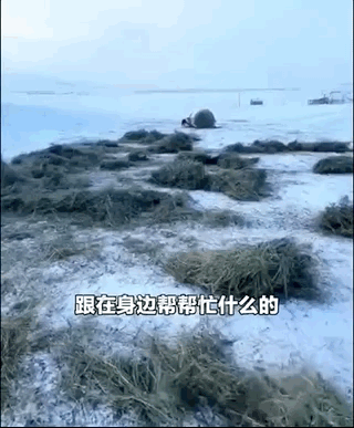 主人和孩子們玩拔河比賽,兩只金毛齊幫忙,靠笑死對方獲勝!
