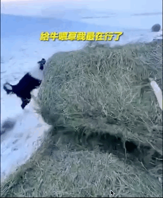 主人和孩子們玩拔河比賽,兩只金毛齊幫忙,靠笑死對方獲勝!