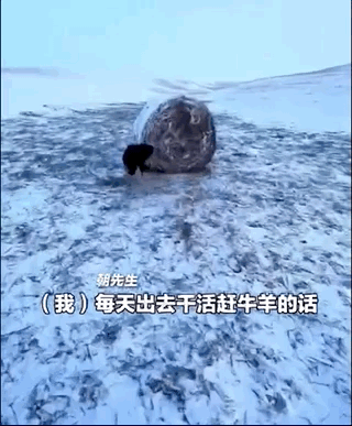 主人和孩子們玩拔河比賽,兩只金毛齊幫忙,靠笑死對方獲勝!