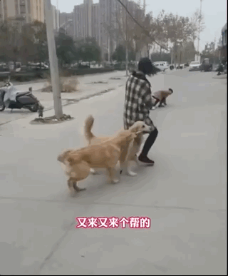 主人和孩子們玩拔河比賽,兩只金毛齊幫忙,靠笑死對方獲勝!