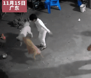 狗子陪小朋友玩老鷹捉小雞,竟然比人還溜…“你別不信,我的發(fā)小