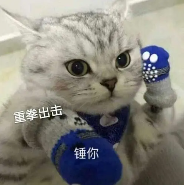 妹子陽后四天沒洗頭,小貓湊近一聞隔夜飯差點吐出來:好像看見我