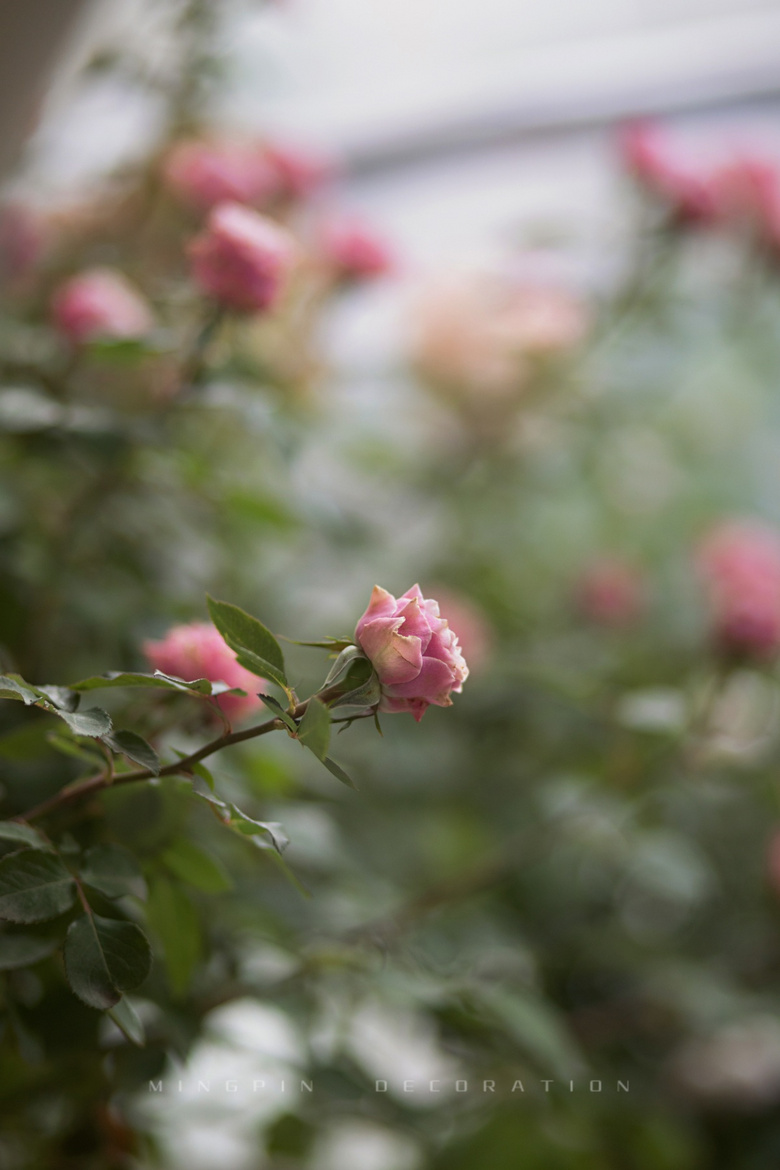 ��˵��89�����192���Ŀ��֡������ͷ�ļ��ʻ�ʢ����������