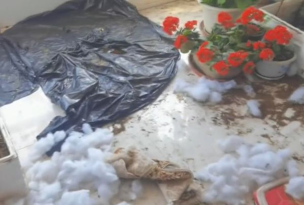 新養(yǎng)的狗狗一點(diǎn)也不聽話,主人改說英文卻瞬間聽懂…老外狗?