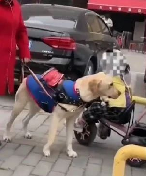 导盲犬让路给婴儿车却被呵斥，原地委屈几秒后又继续执勤…