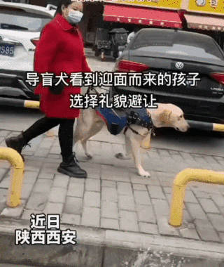 导盲犬让路给婴儿车却被呵斥，原地委屈几秒后又继续执勤…