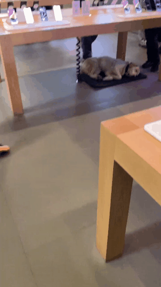 导盲犬让路给婴儿车却被呵斥，原地委屈几秒后又继续执勤…
