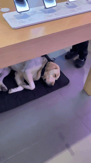 导盲犬让路给婴儿车却被呵斥，原地委屈几秒后又继续执勤…
