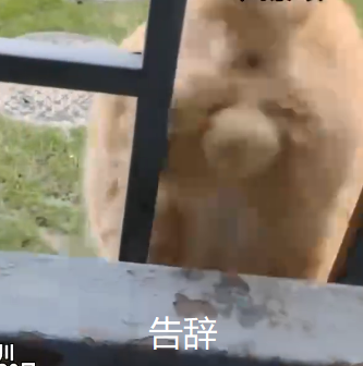 開(kāi)學(xué)發(fā)現(xiàn)宿舍被貓占領(lǐng),有躺床上睡覺(jué)的,有生娃坐月子的…學(xué)生: