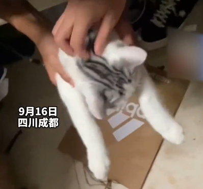 開(kāi)學(xué)發(fā)現(xiàn)宿舍被貓占領(lǐng),有躺床上睡覺(jué)的,有生娃坐月子的…學(xué)生: