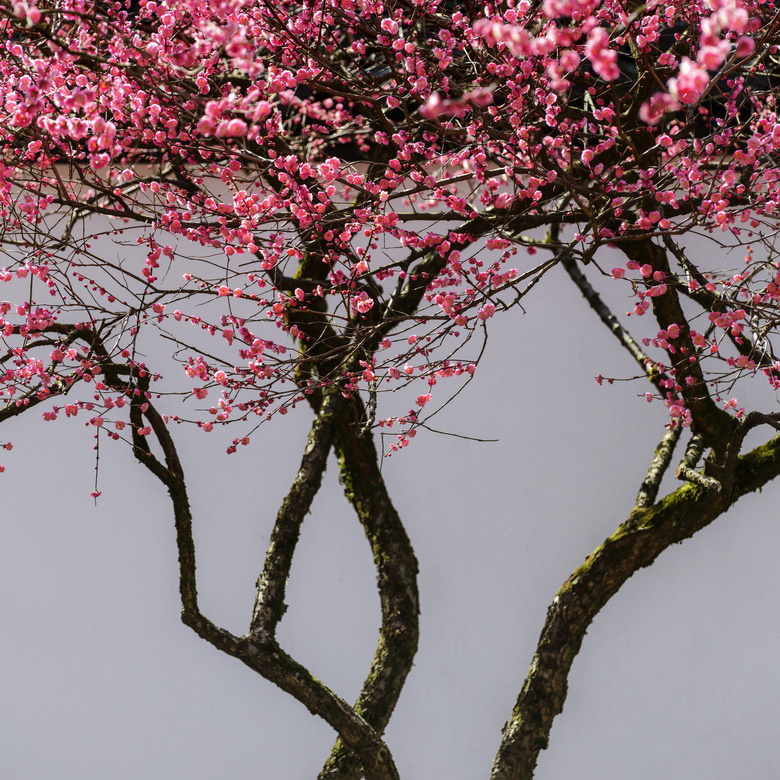 这里梅树有刚劲的枝干